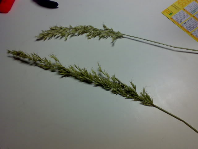 graminea.jpg