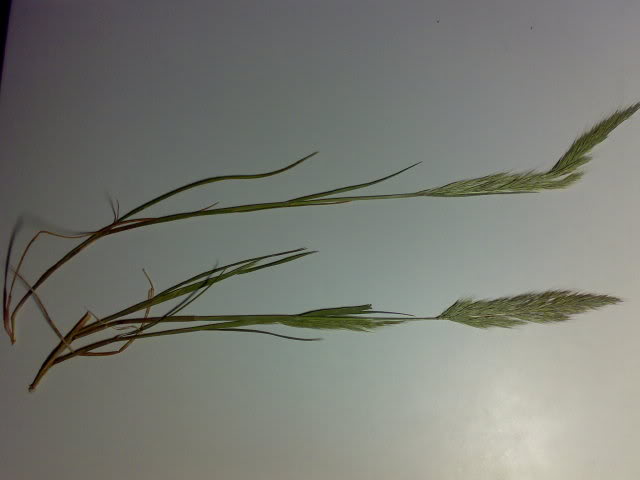 graminea2.jpg