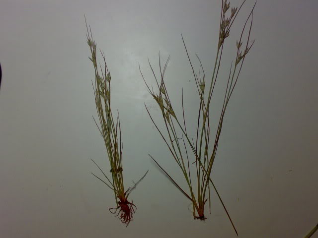 graminea3.jpg