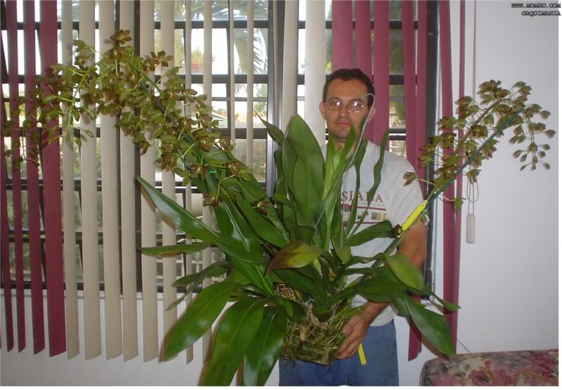 GrammatophyllumScriptum.jpg