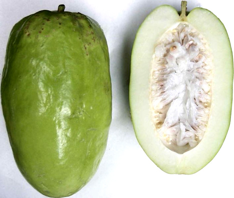granadilla_gigante_o_real.jpg