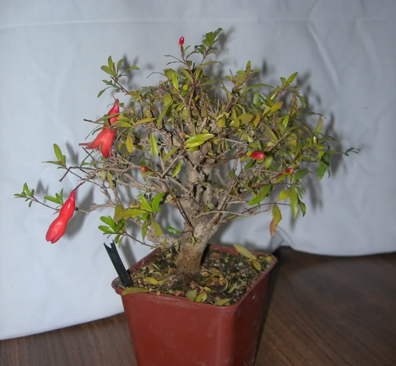 Granado-1.jpg