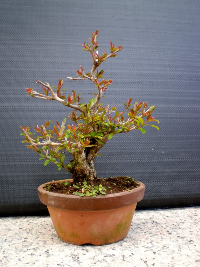 granado-4.jpg