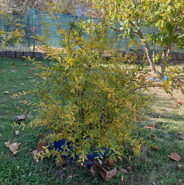 granado-peq01.jpg