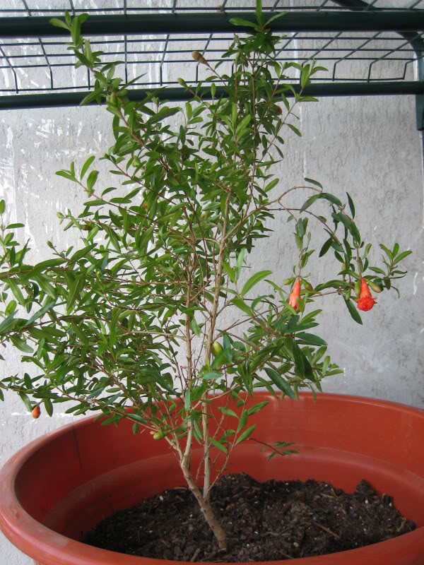 Granado2006_11_15-1.jpg