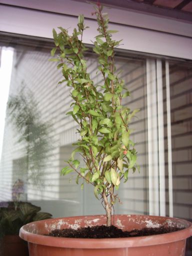 Granado_0001.JPG