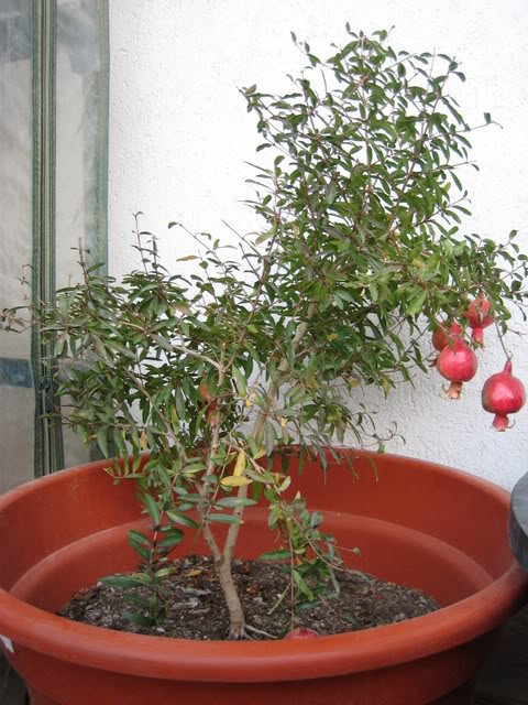 granado_267.jpg