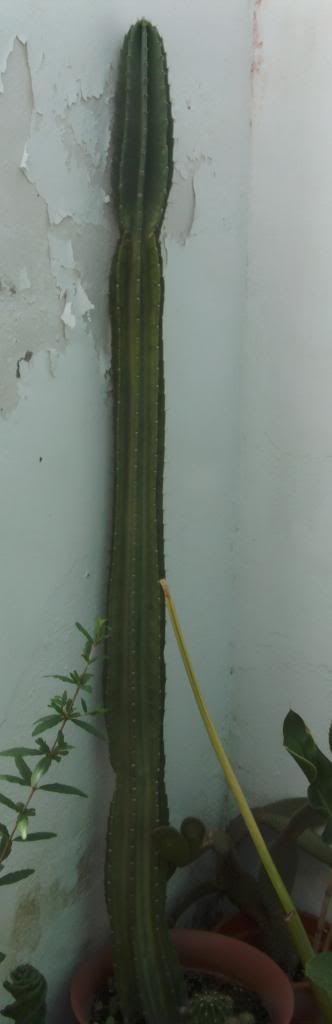 grandecereushimannianus_zps49591185.jpg