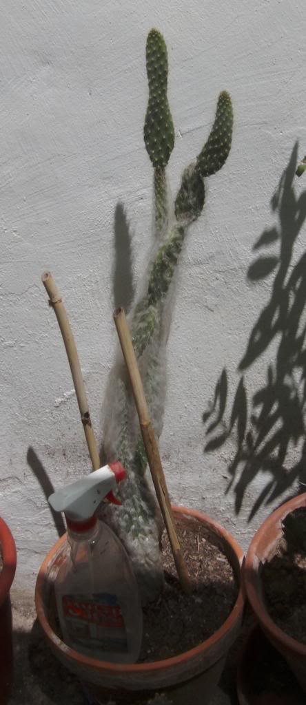 grandecopuntiaorbiculata_zps681e804a.jpg
