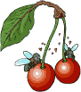 graphics-flies-128633.gif