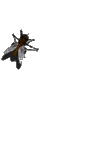 graphics-flies-955851.gif