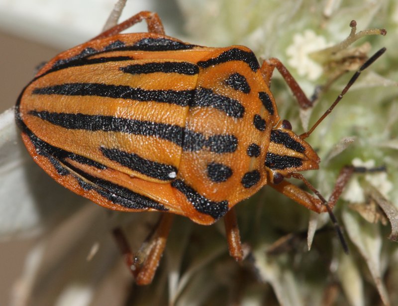 Graphosoma%20italicumgjul.jpg