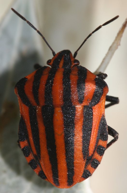Graphosoma%20lineatumgjul.jpg