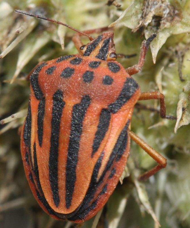 Graphosoma%20semipuntactumgjul.jpg