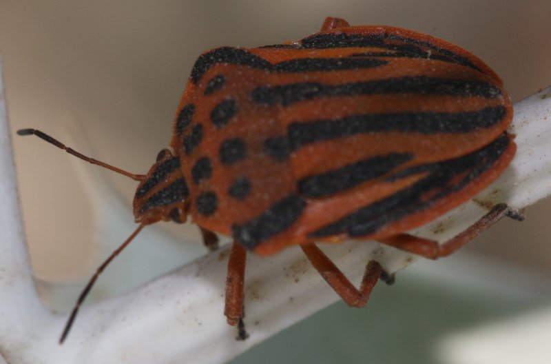 Graphosoma%20semipuntactumgjul1.jpg