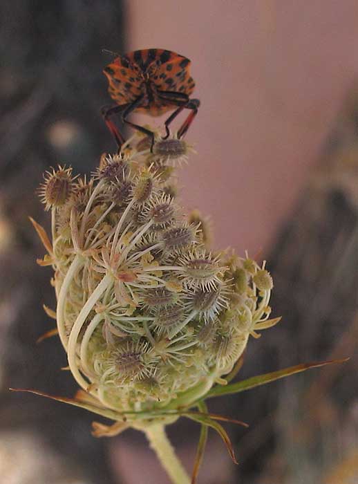 graphosoma.jpg