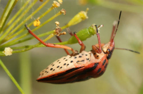 Graphosoma_semipunctatum.JPG