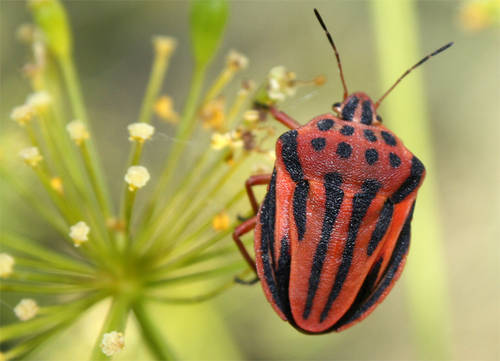 Graphosoma_semipunctatum_2_.JPG