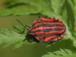 graphosomalineatum.jpg