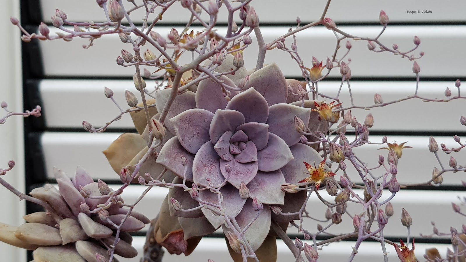 Grapto%2Broseta%2Bcon%2Bflores.jpg