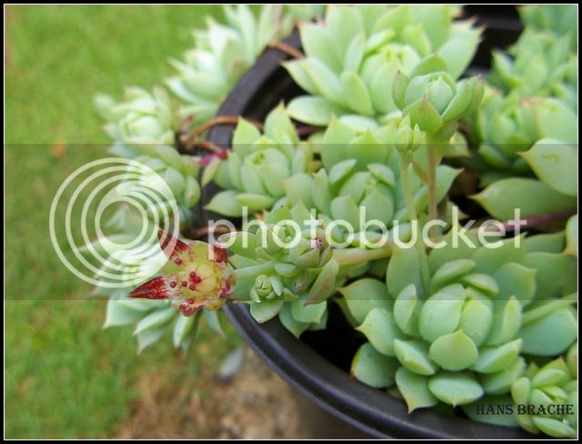 graptopetallum%20macdougallii%201.jpg