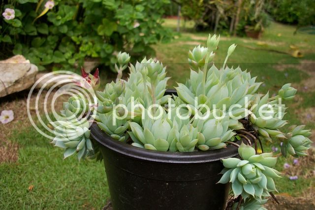 graptopetallum%20macdougallii%202.jpg