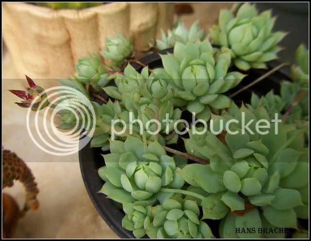 graptopetallum%20macdougallii%203.jpg