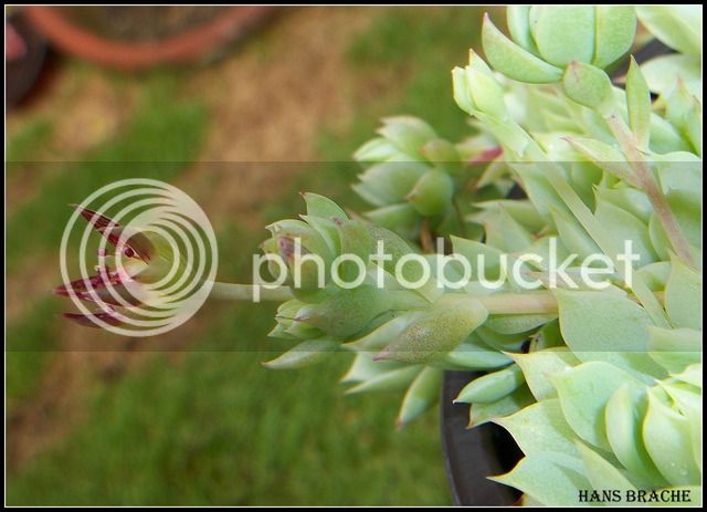 graptopetallum%20macdougallii%204.jpg