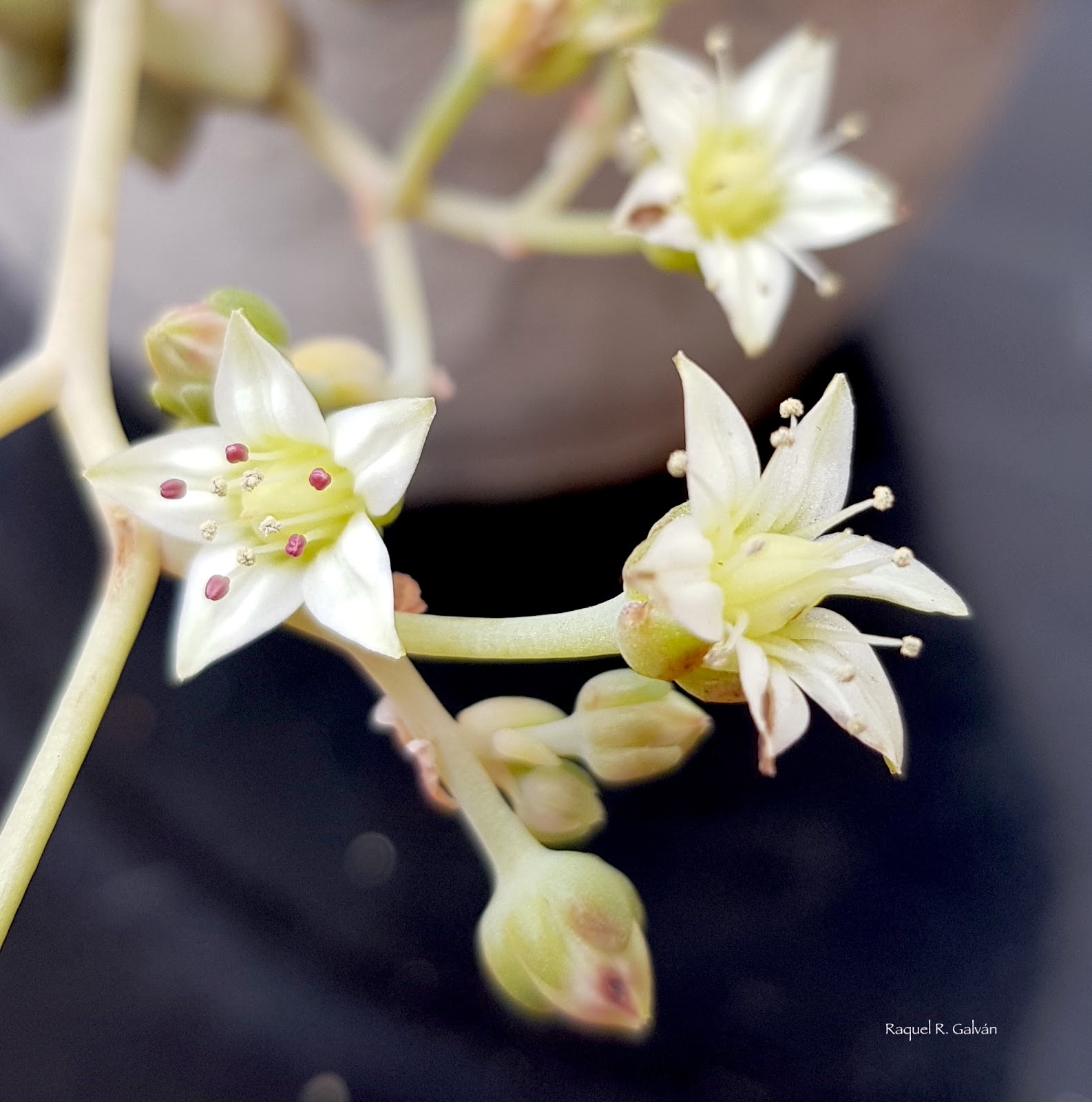 Graptopetalum%2Bmendozae%2Bflor.jpg
