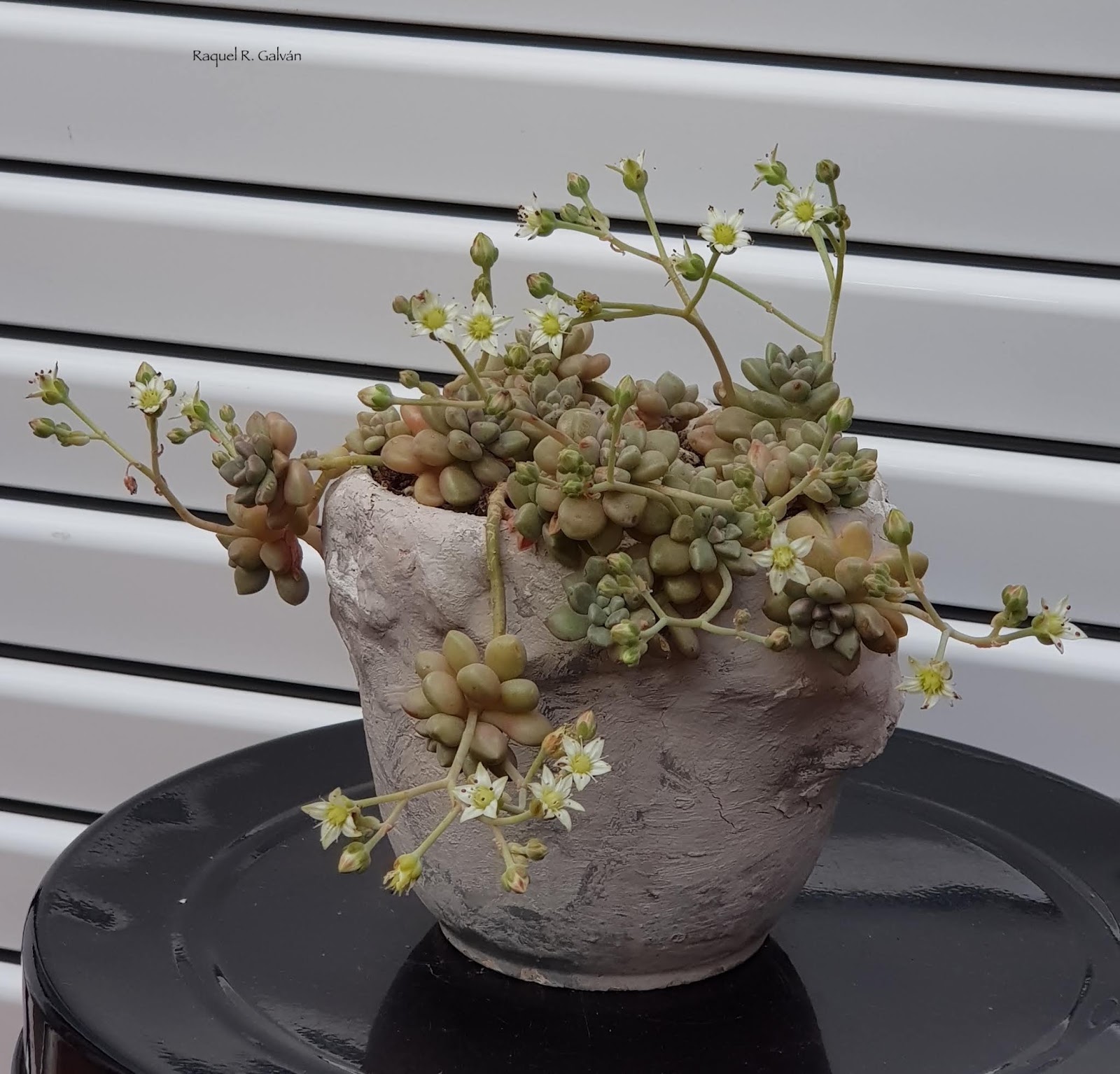 Graptopetalum%2Bmendozae.jpg