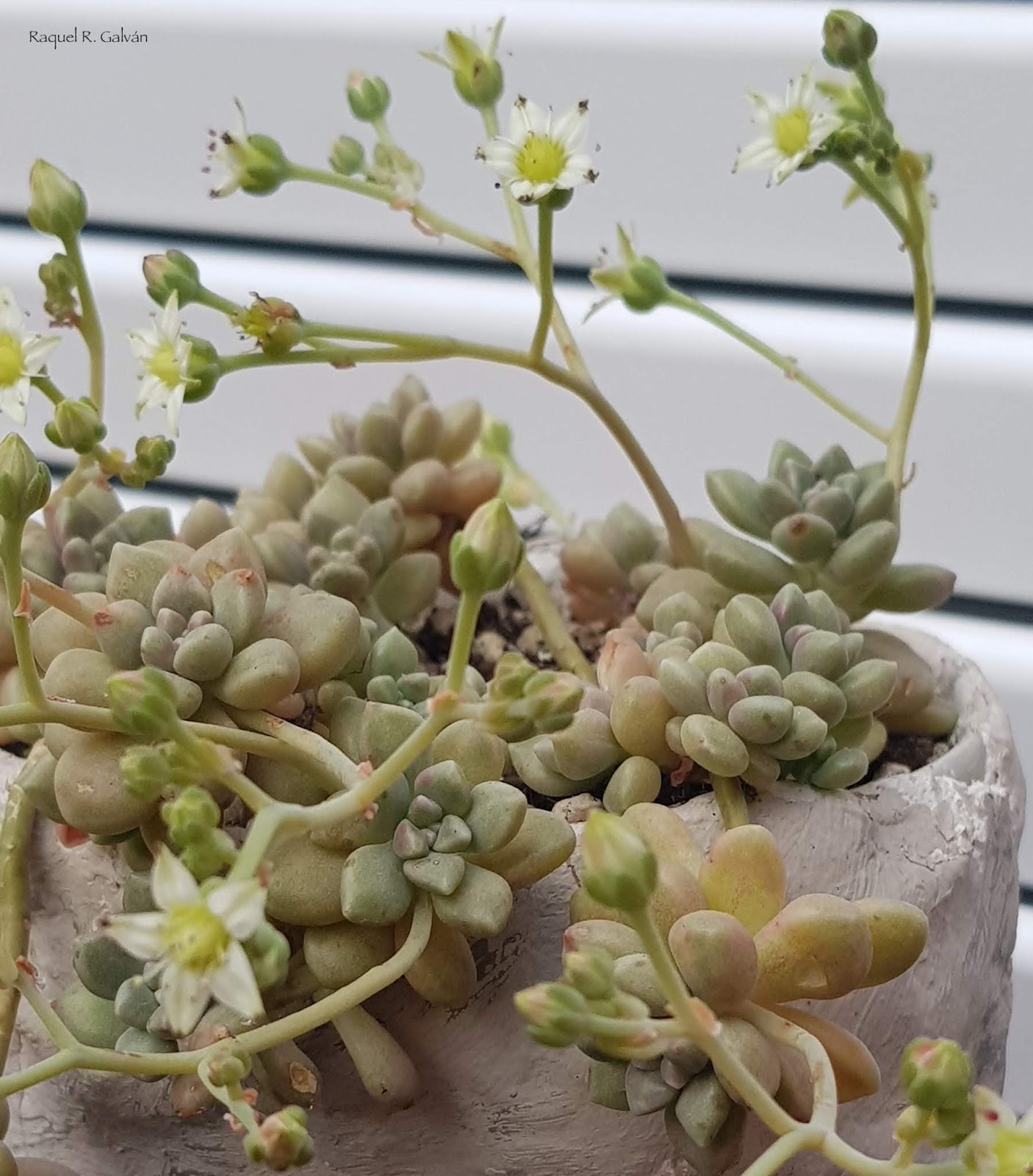 Graptopetalum%2Bmendozae0.jpg