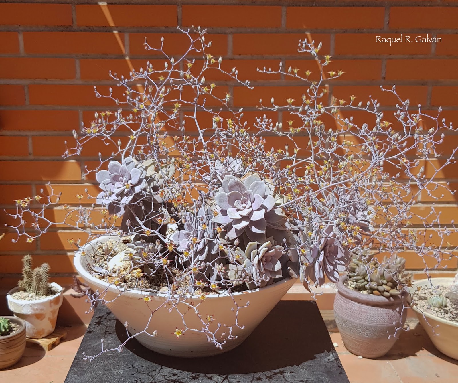Graptopetalum%2Bsuperbum.jpg