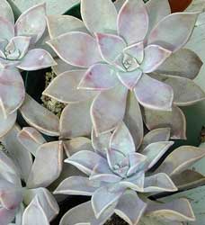 graptopetalum-paraguayense.jpg