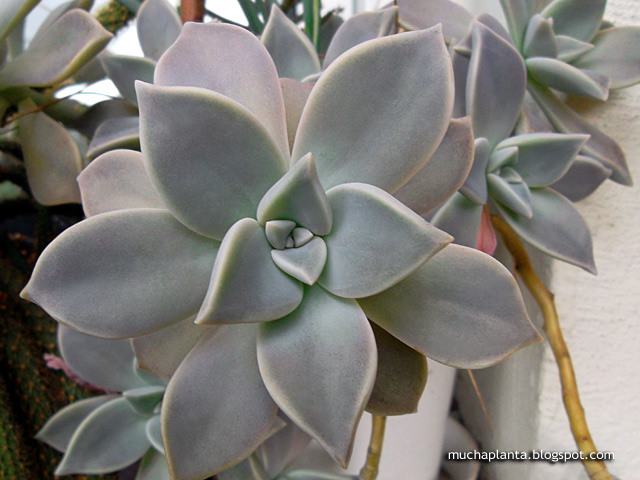 Graptopetalum-paraguayense_makro.jpg