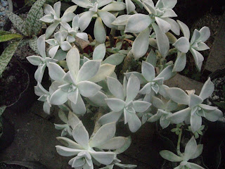 graptopetalum1.JPG