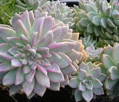 graptopetalum2.jpg