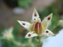 graptopetalum3.jpg