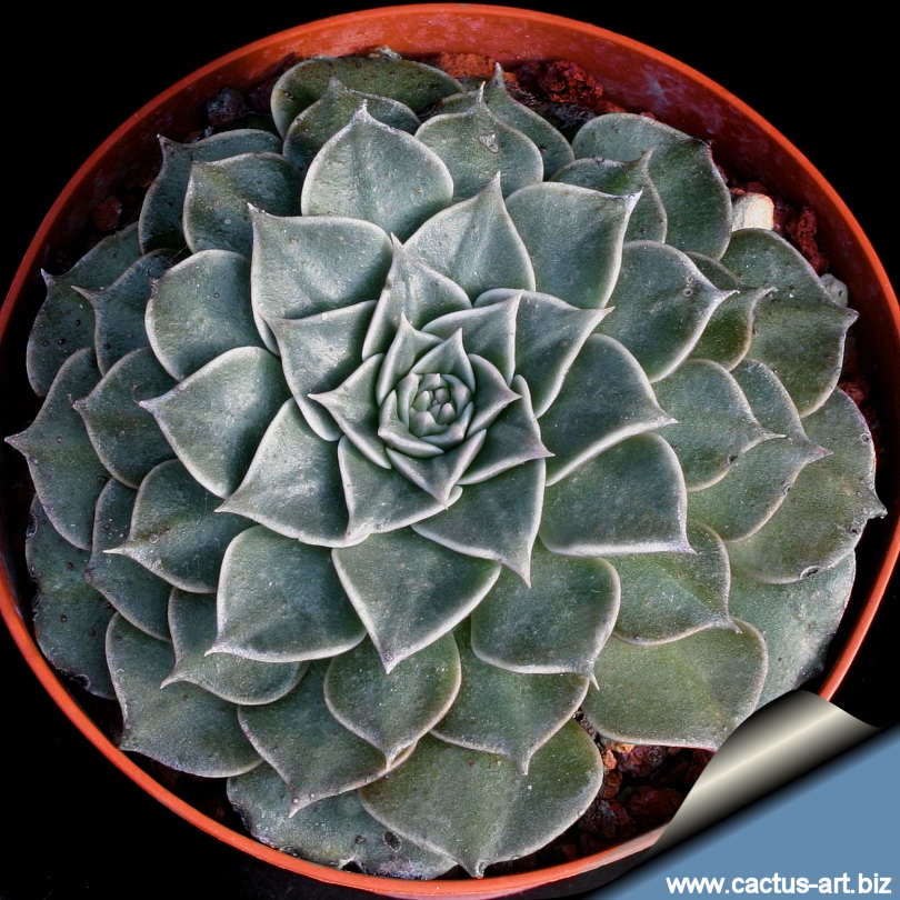 Graptopetalum_bellus_810.jpg