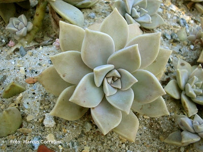 Graptopetalum_paraguaiensis_001.jpg