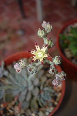 graptopetalum_rugsbi_2006-09-24_3.JPG