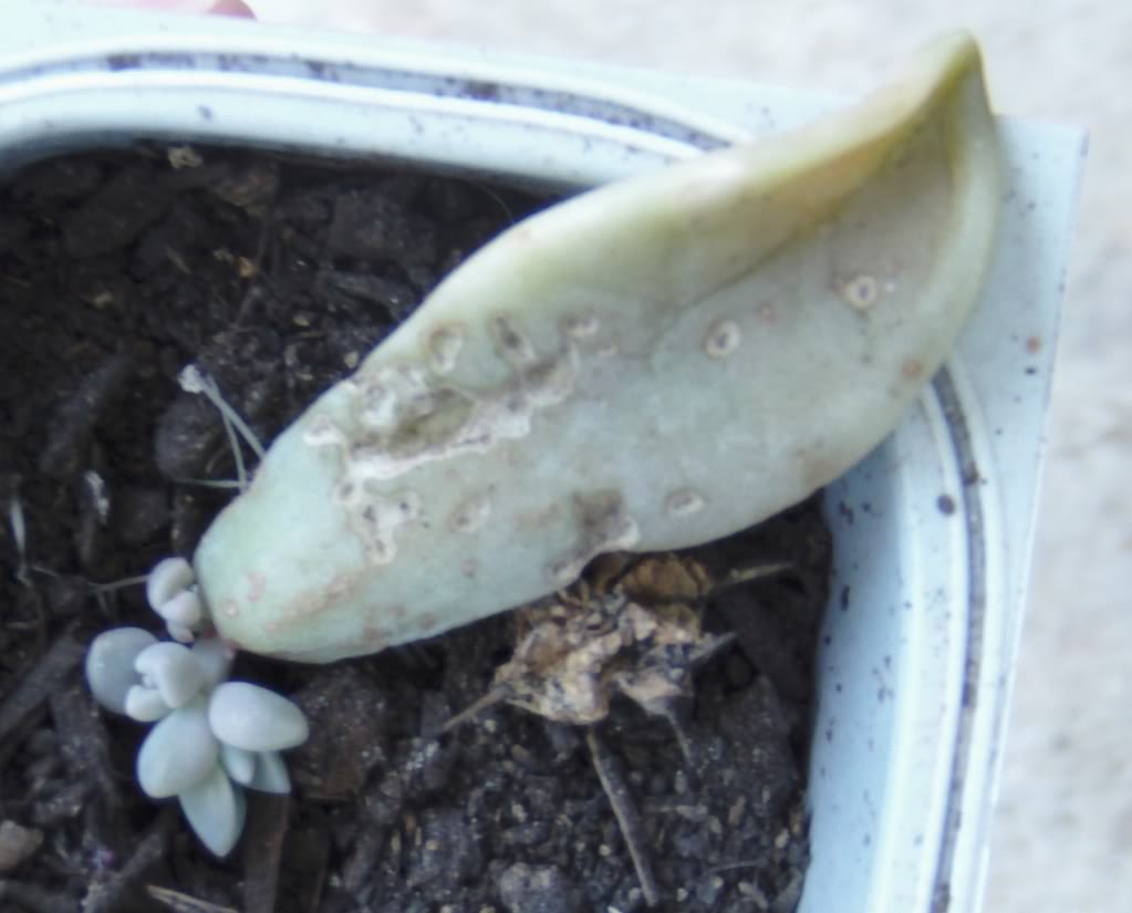 graptopetalumdehoja2.jpg