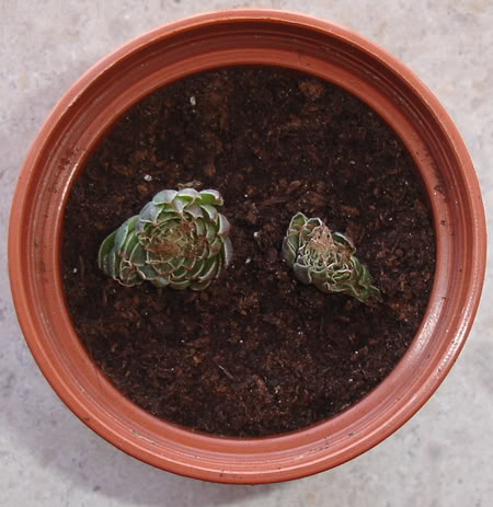 graptopetalumfiliferum07_2008.jpg