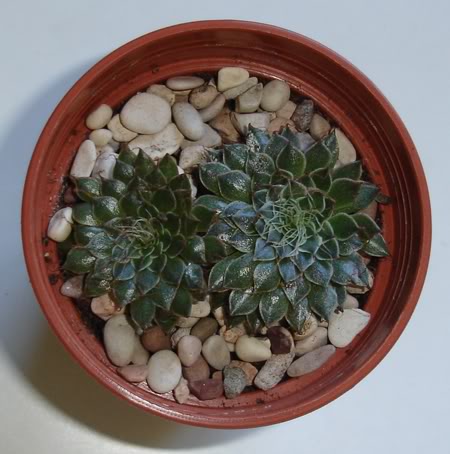 graptopetalumfiliferum10_2008.jpg