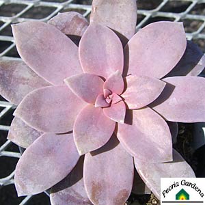 GraptopetalumSuperbumPentan.jpg