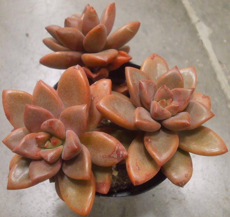 graptosedum%2Balpenglow%2B-%2Bvera%2Bhiggins%2B%2528own%2529.jpg