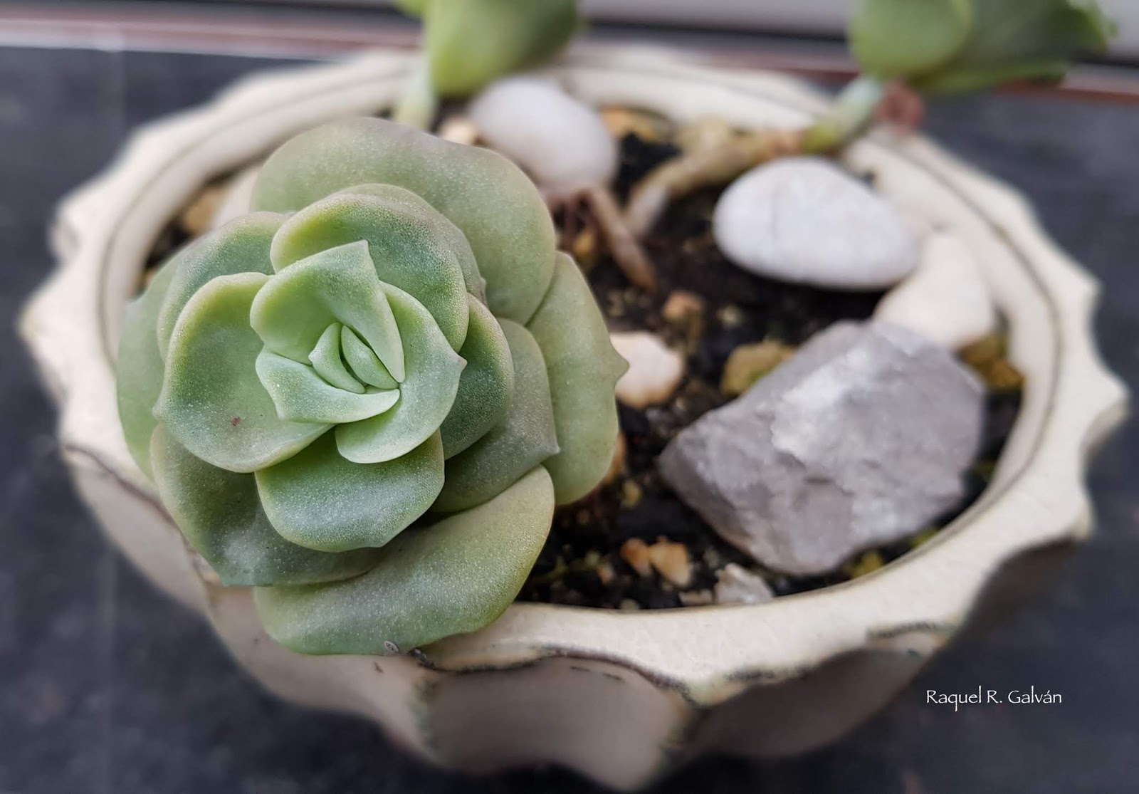 Graptoveria%2B%2527Lovely%2BRose%2527%2Bdetalle.jpg