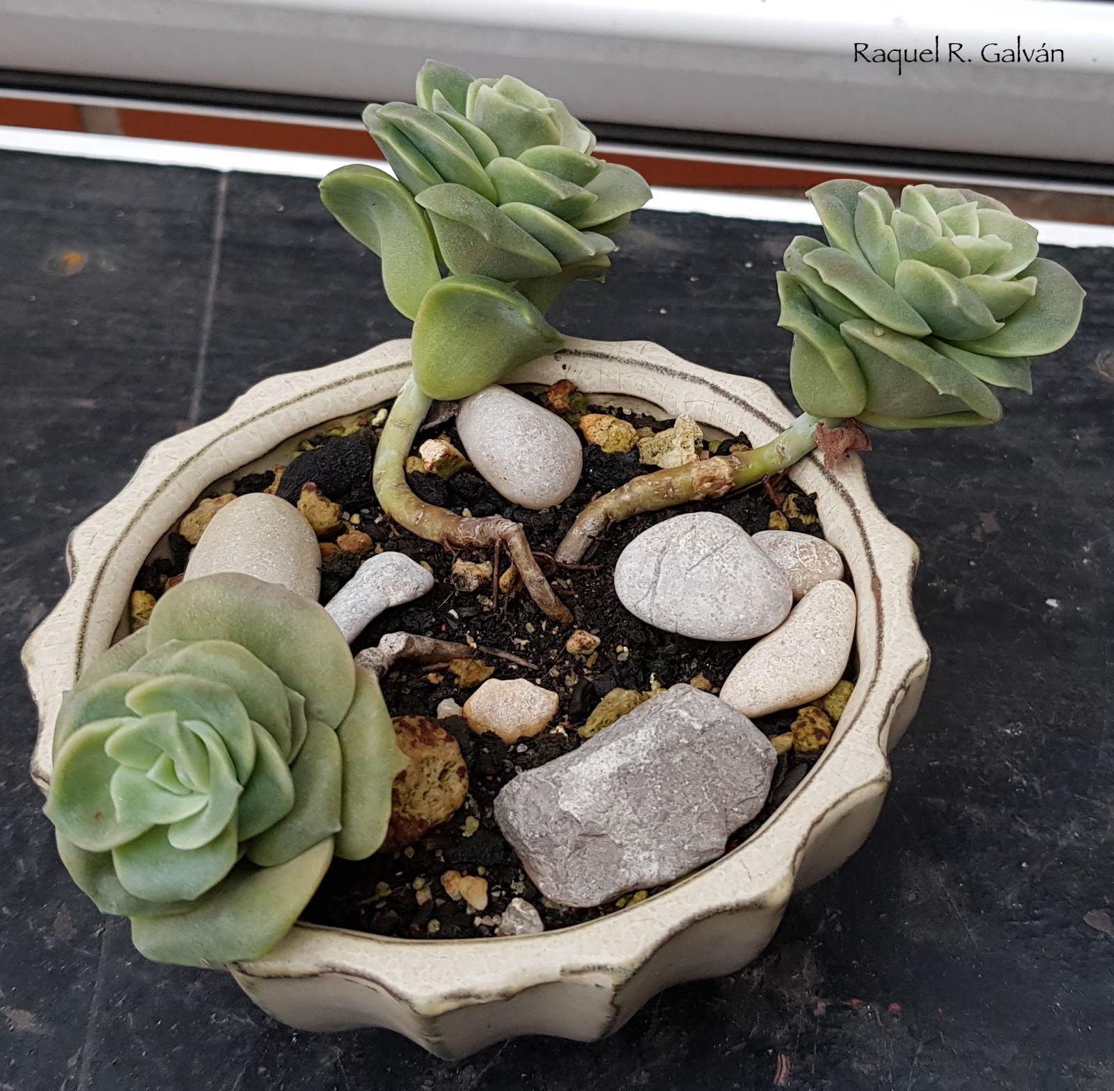 Graptoveria%2B%2527Lovely%2BRose%2527.jpg