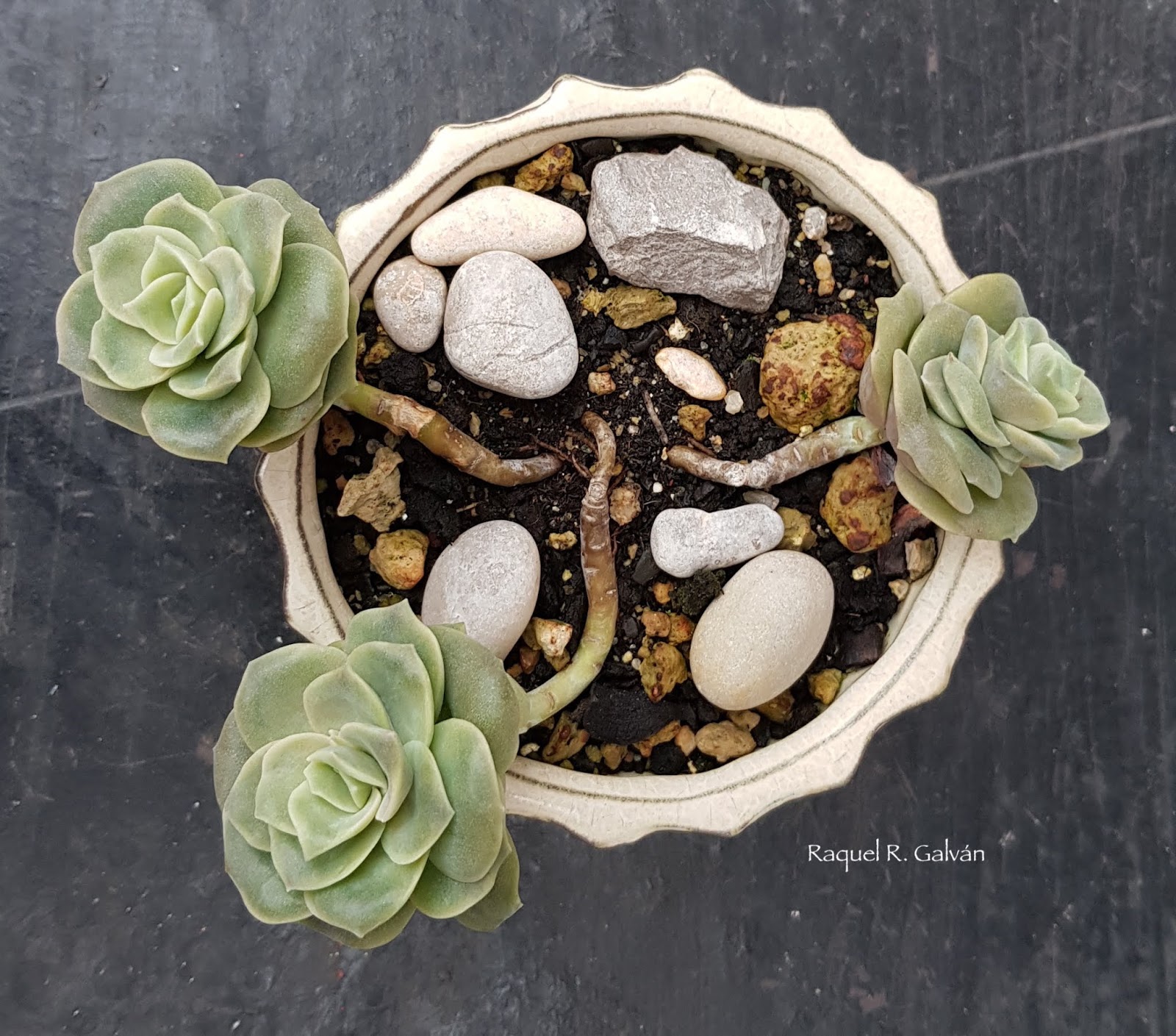 Graptoveria%2B%2527Lovely%2BRose%25271.jpg