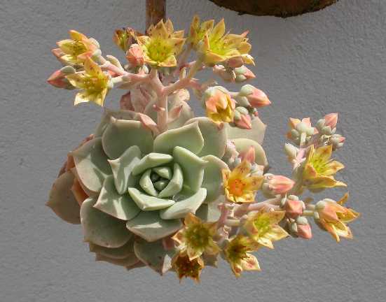 Graptoveria%7E0.jpg
