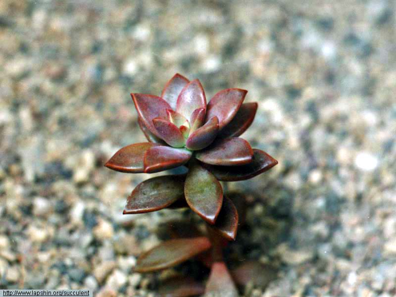 Graptoveria-gilva-4455-3-2002.jpg